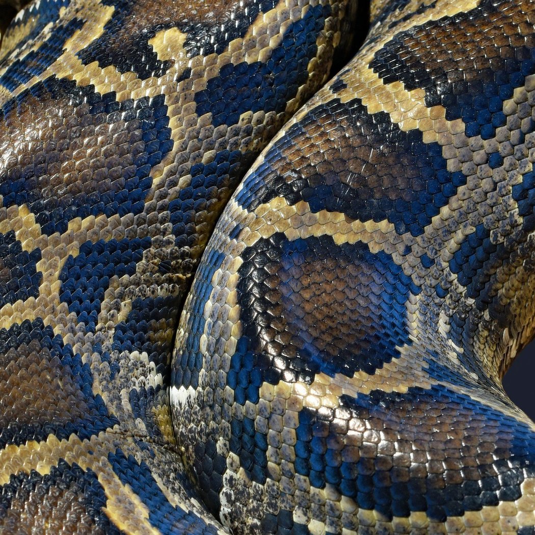 Science Saturdays - Amphibians & Reptiles 1
