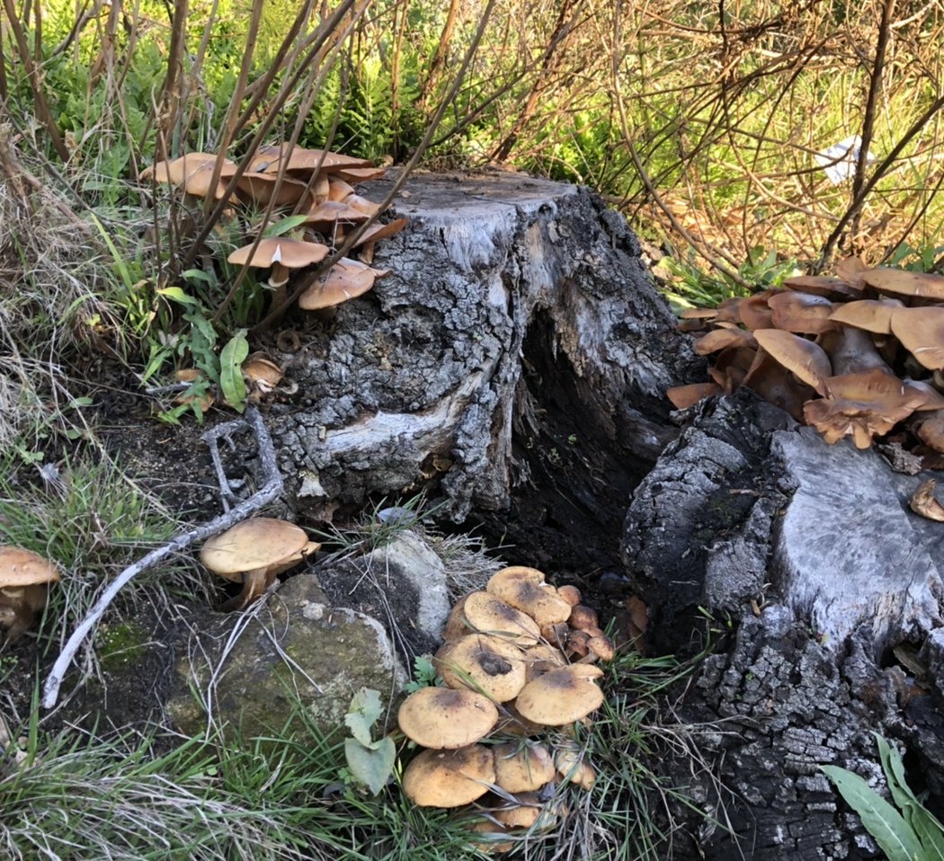 Mushrooms in the Garden (2nd walk) 1