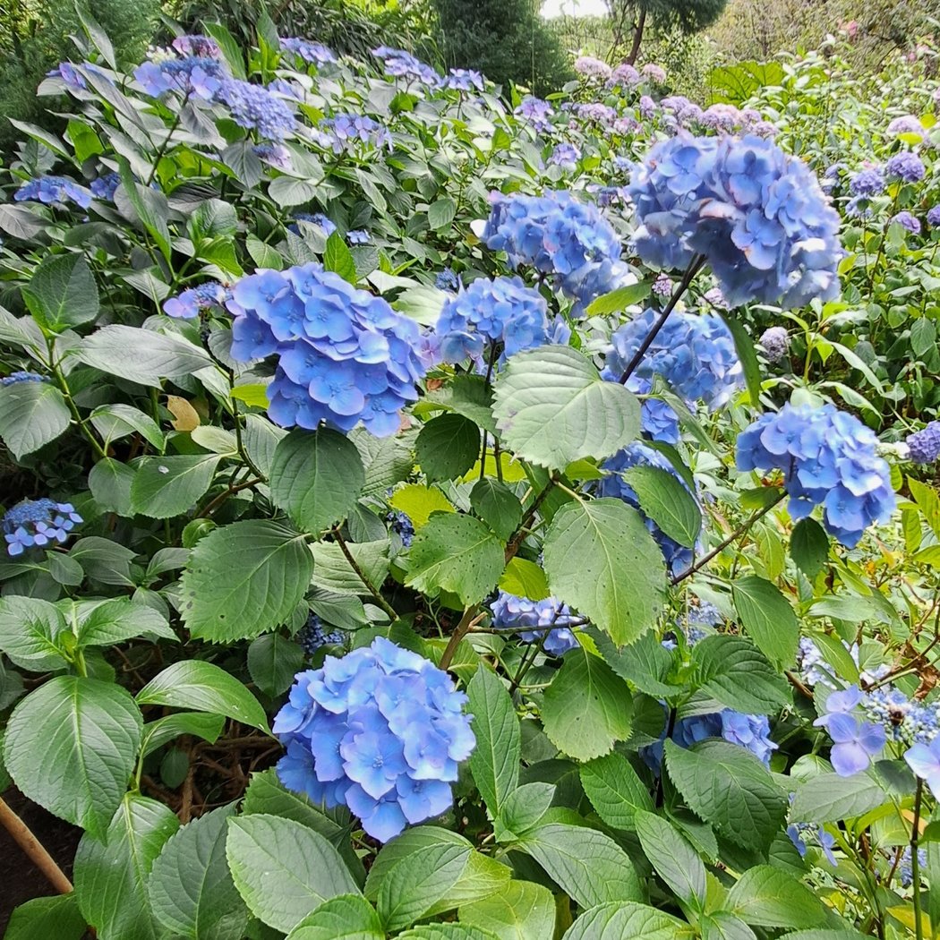 les jardins du marais 1