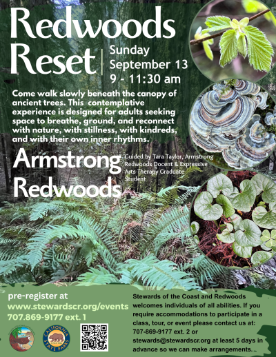 Redwoods Reset - A Contemplative Forest Immersion 1