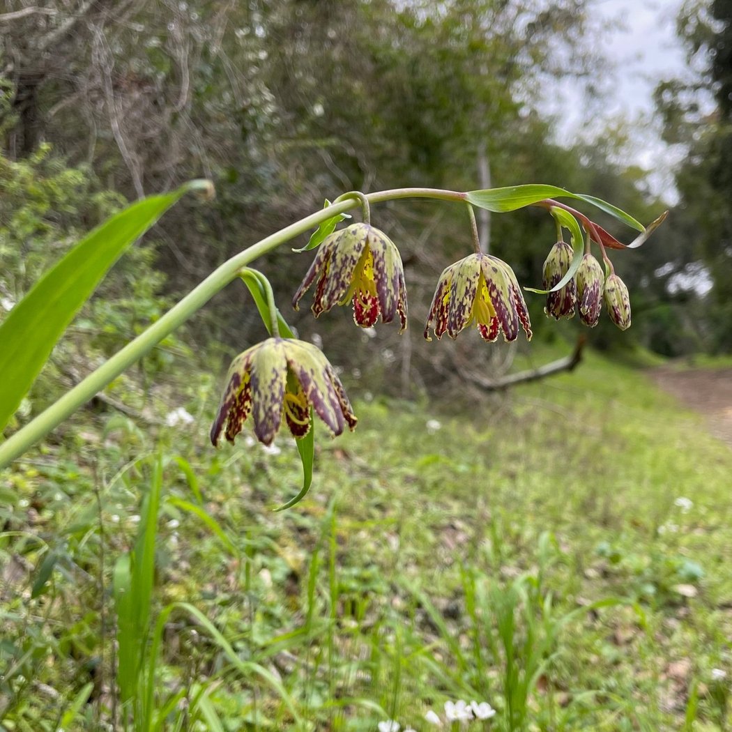Byrne Preserve 2