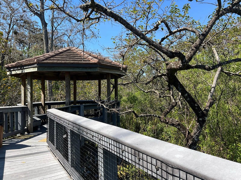 Tall Cypress Natural Area 3