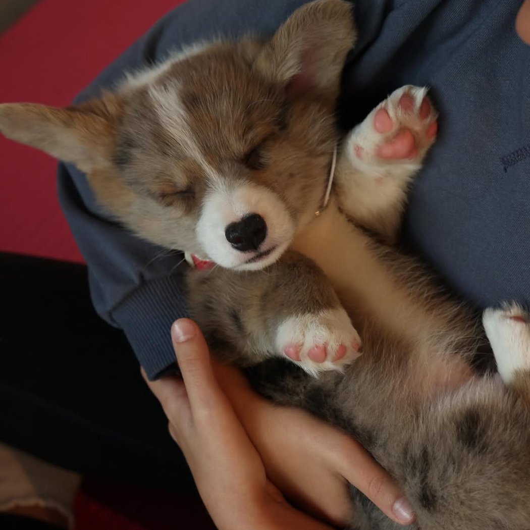 Corgi Puppy Yoga 2