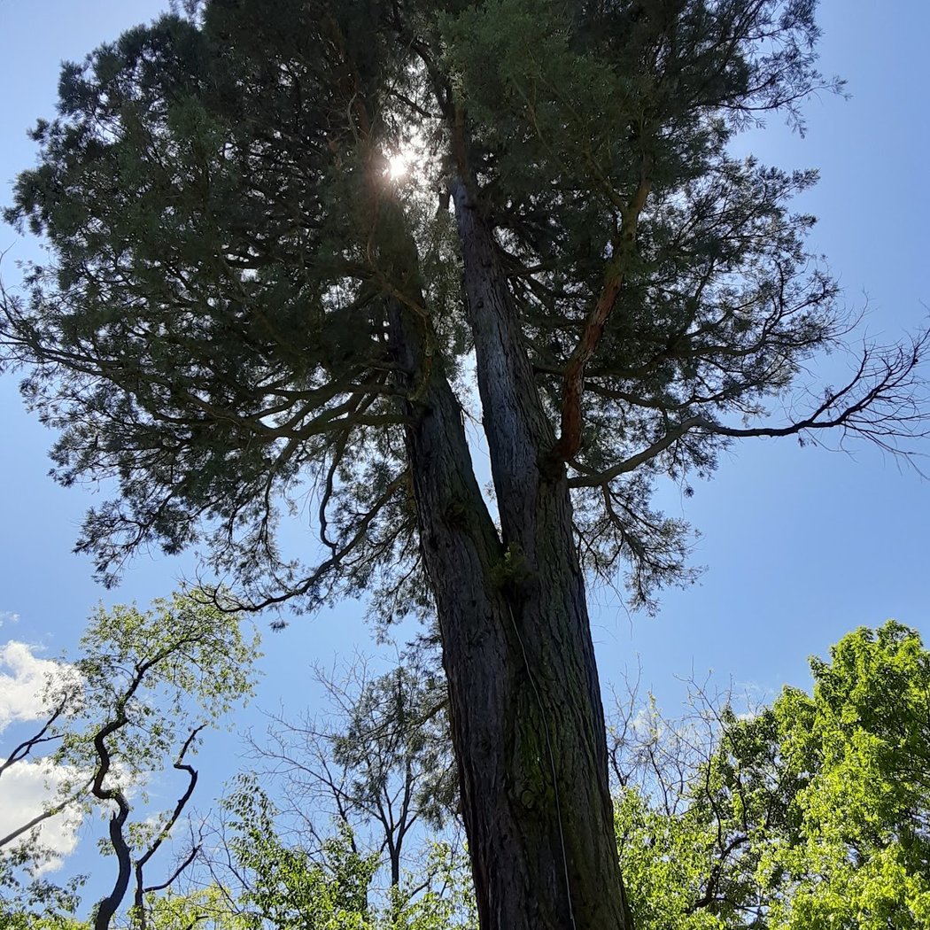 Giant Sequoia 2