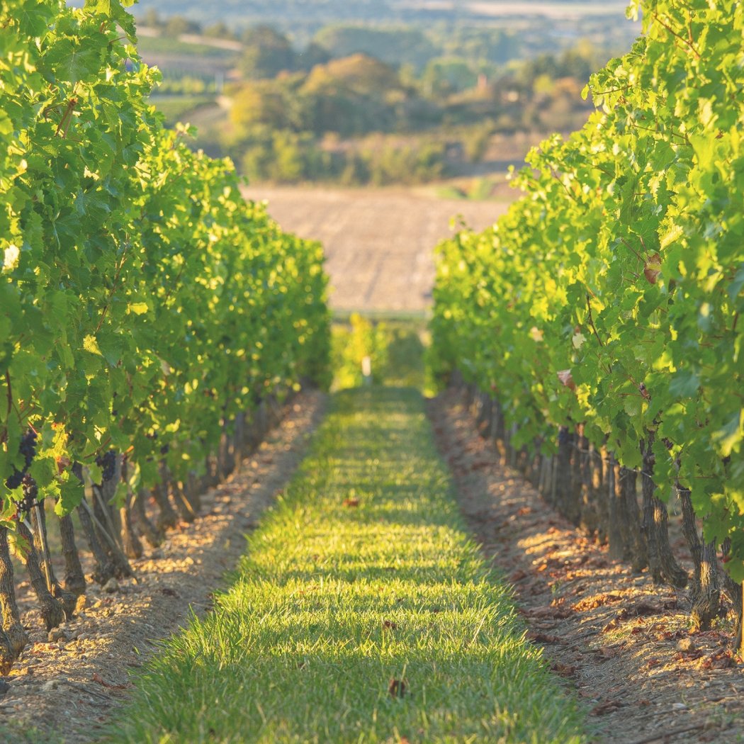 Food and Wine Matching Experience 2