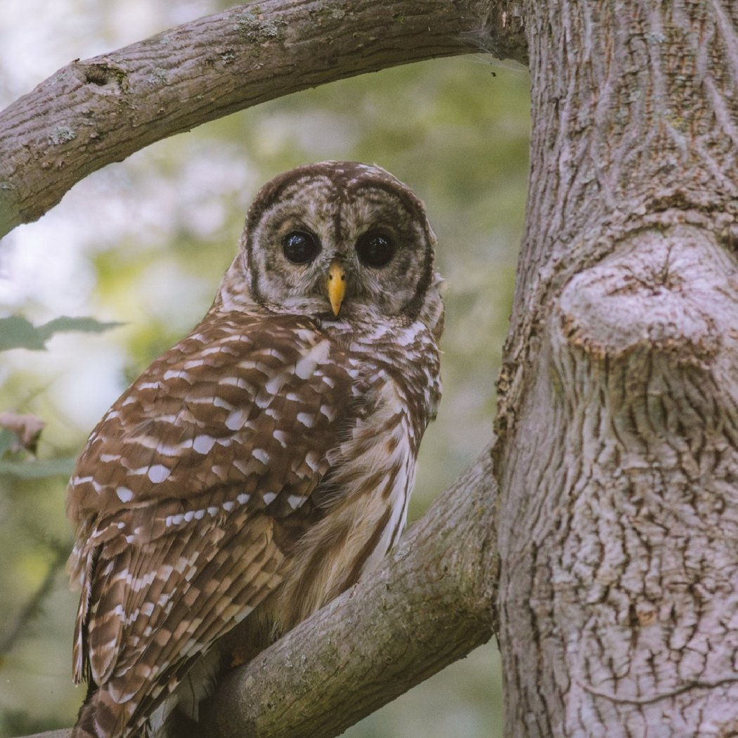 Early Summer Breeding Bird Survey 1
