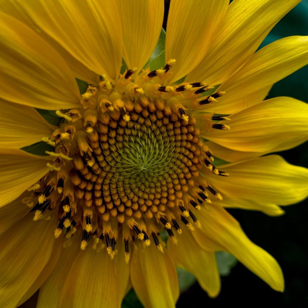 Sunflower Festival 2