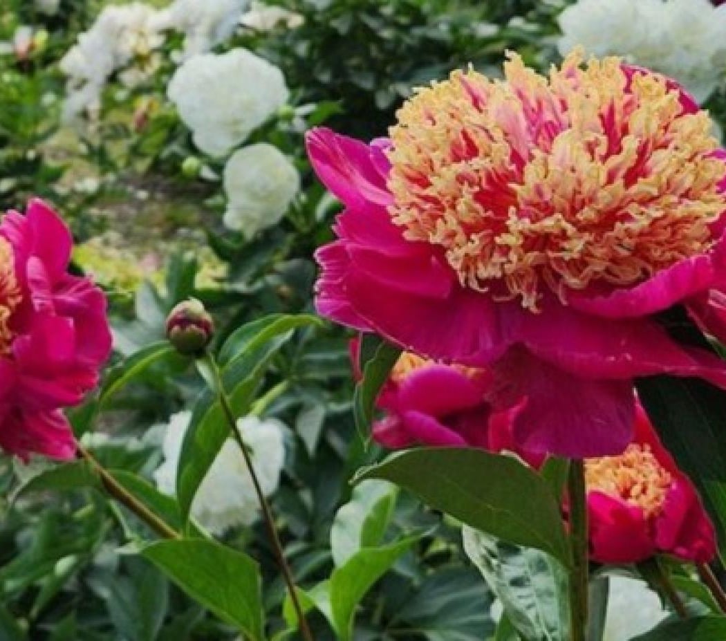 Spring Plant Sales 1