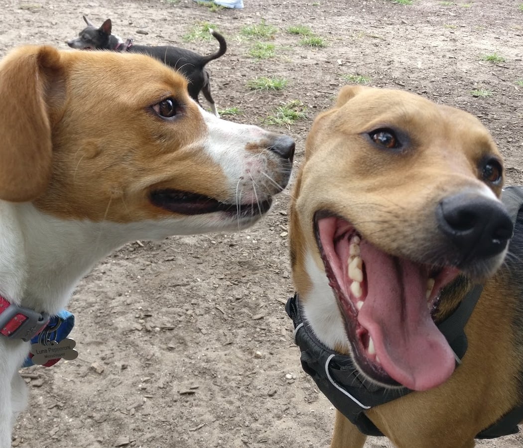 Tom's Dog Run 1