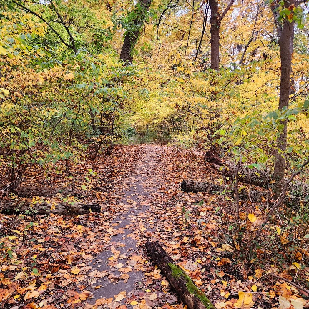 Alley Pond Park Trail 1