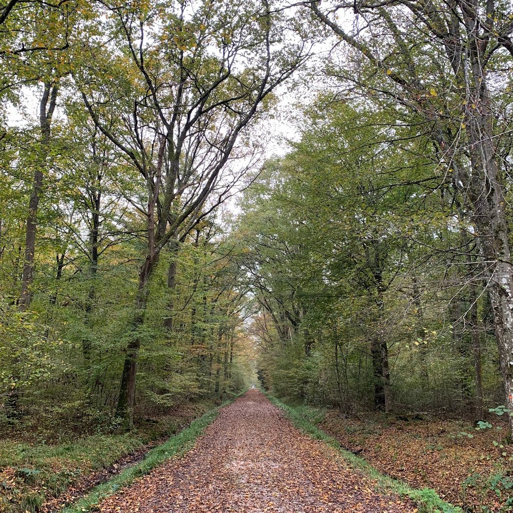 Forêt Régionale de Ferrières 2