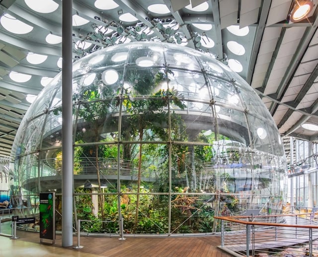 Osher Rainforest at the California Academy of Sciences 3