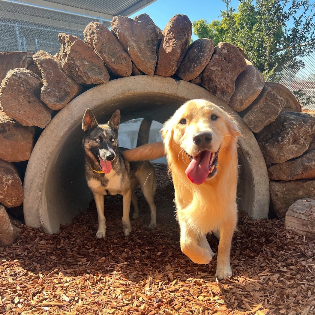 Pet Camp Ranger Station 1