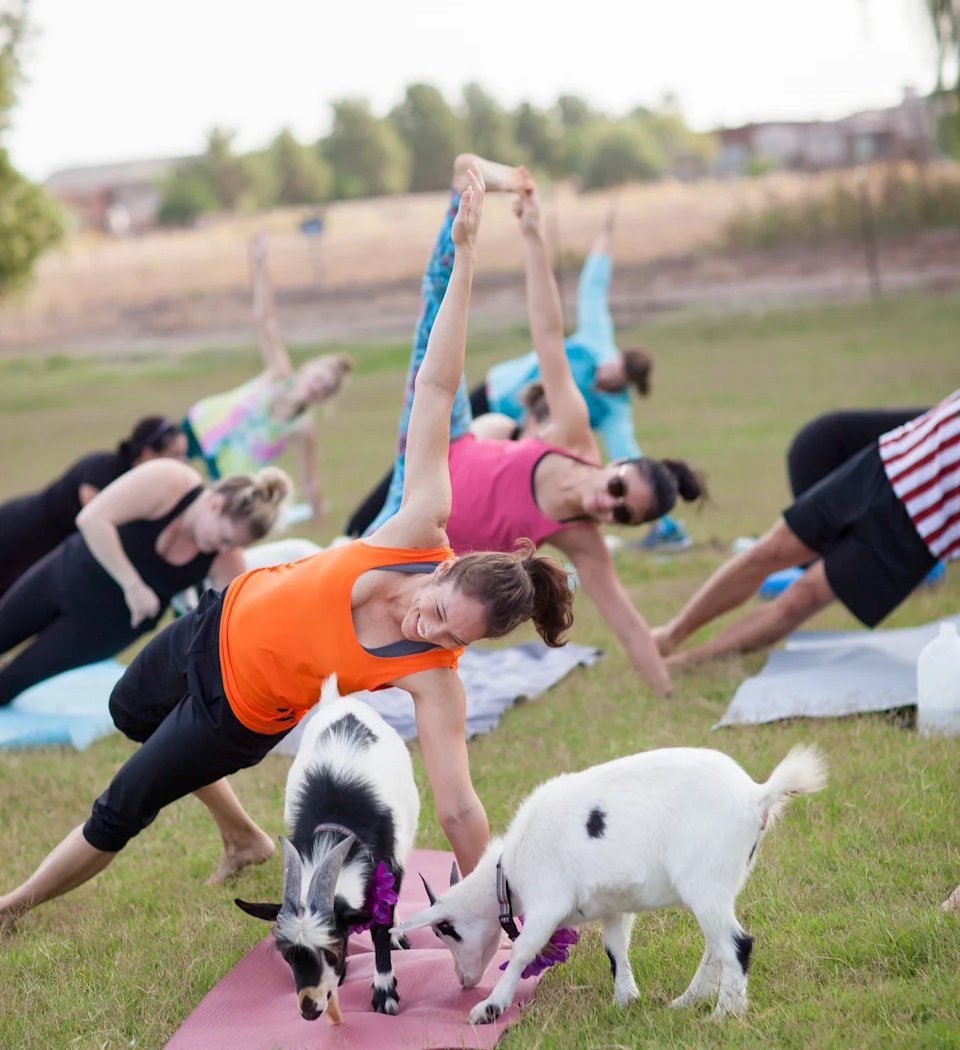 Goat & Bunny Yoga Classes 1