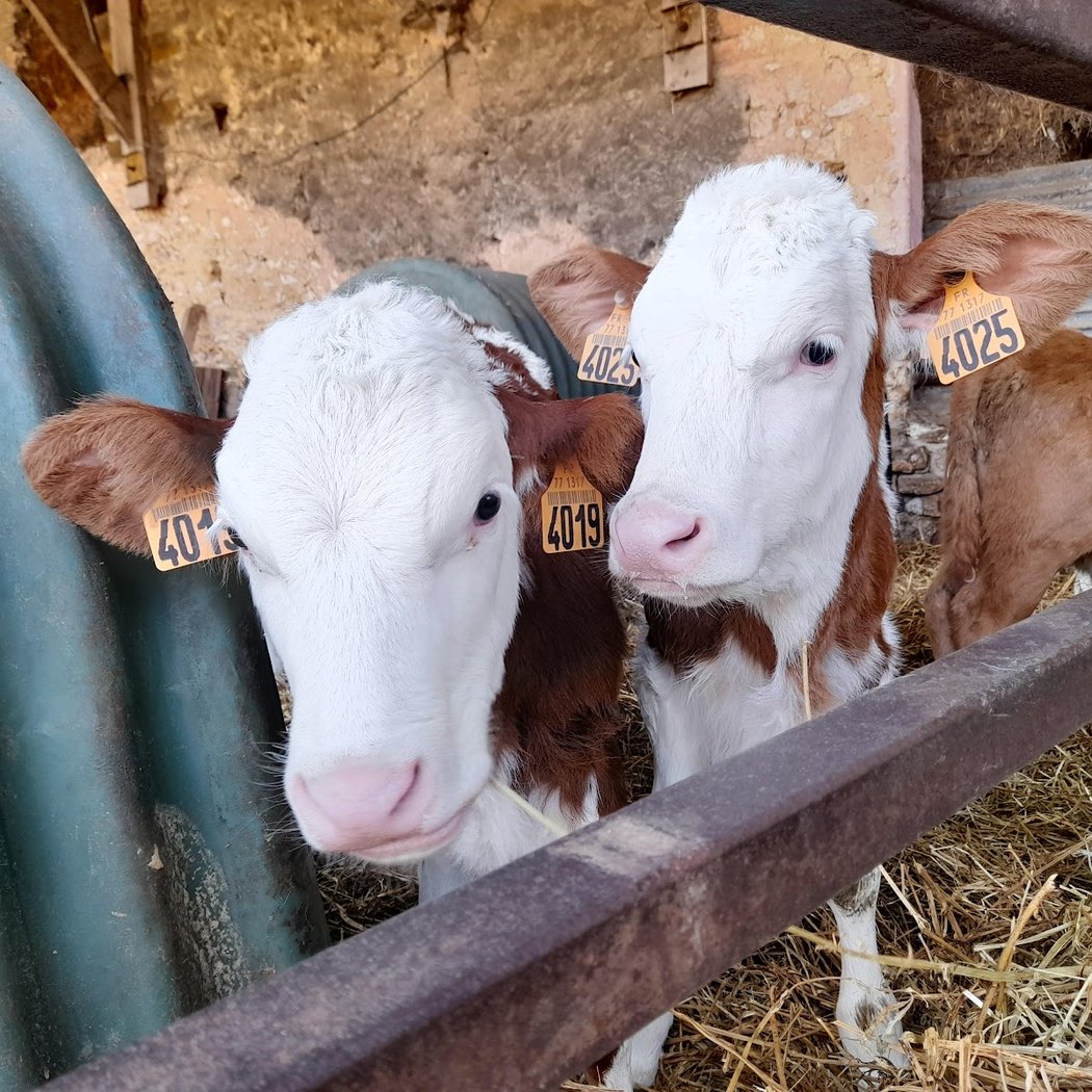 Ferme de Sigy 3