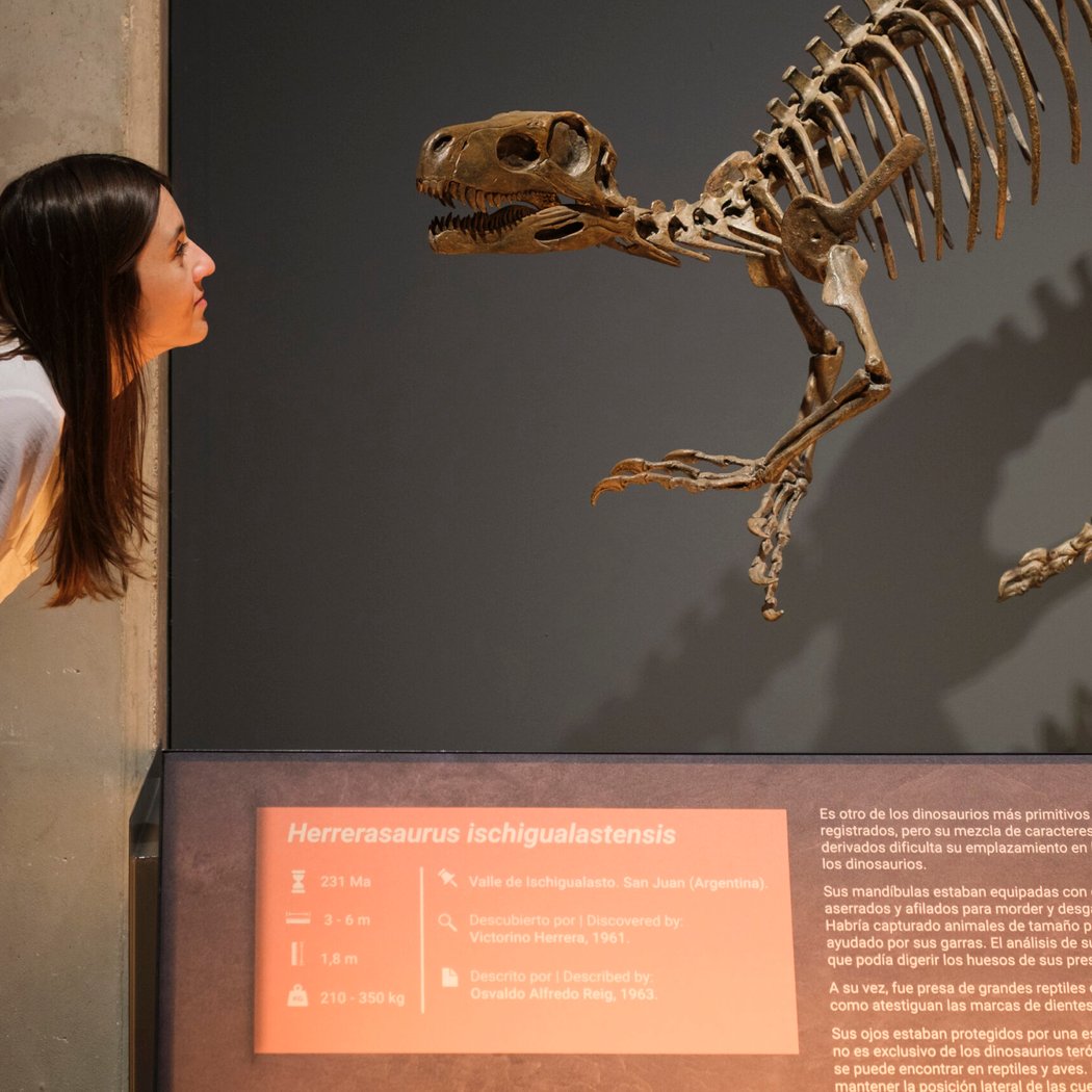Dinosaurios de la Patagonia 2