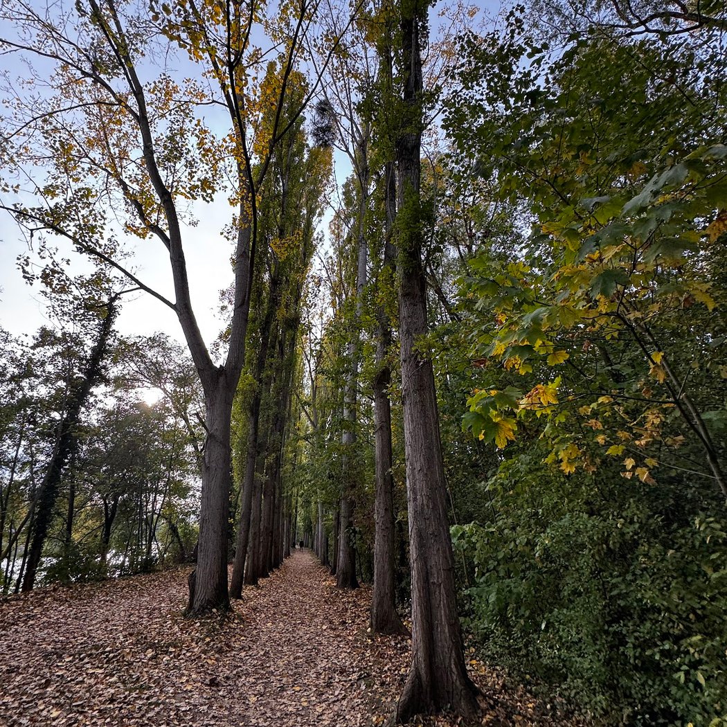 Foret Auvers sur oise 1