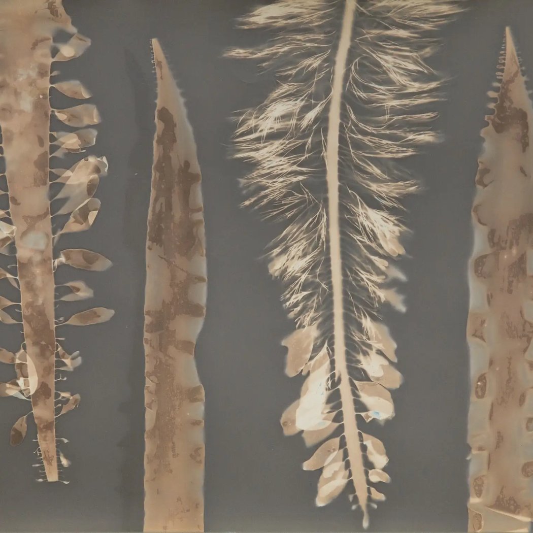 Oriana Poindexter: Field Notes Exhibition 4