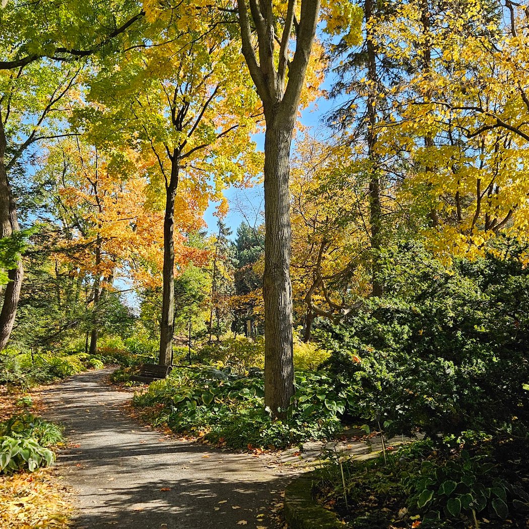 Shade Garden 2