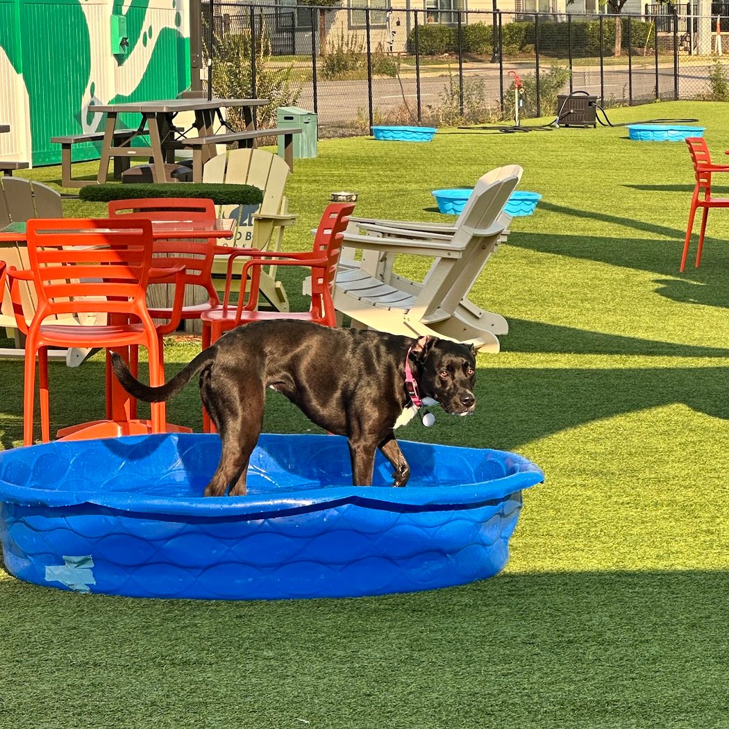 Hootenanny Games Top Dog Search Kickoff Party 3