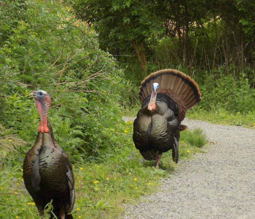 Boston Birding with Family 3