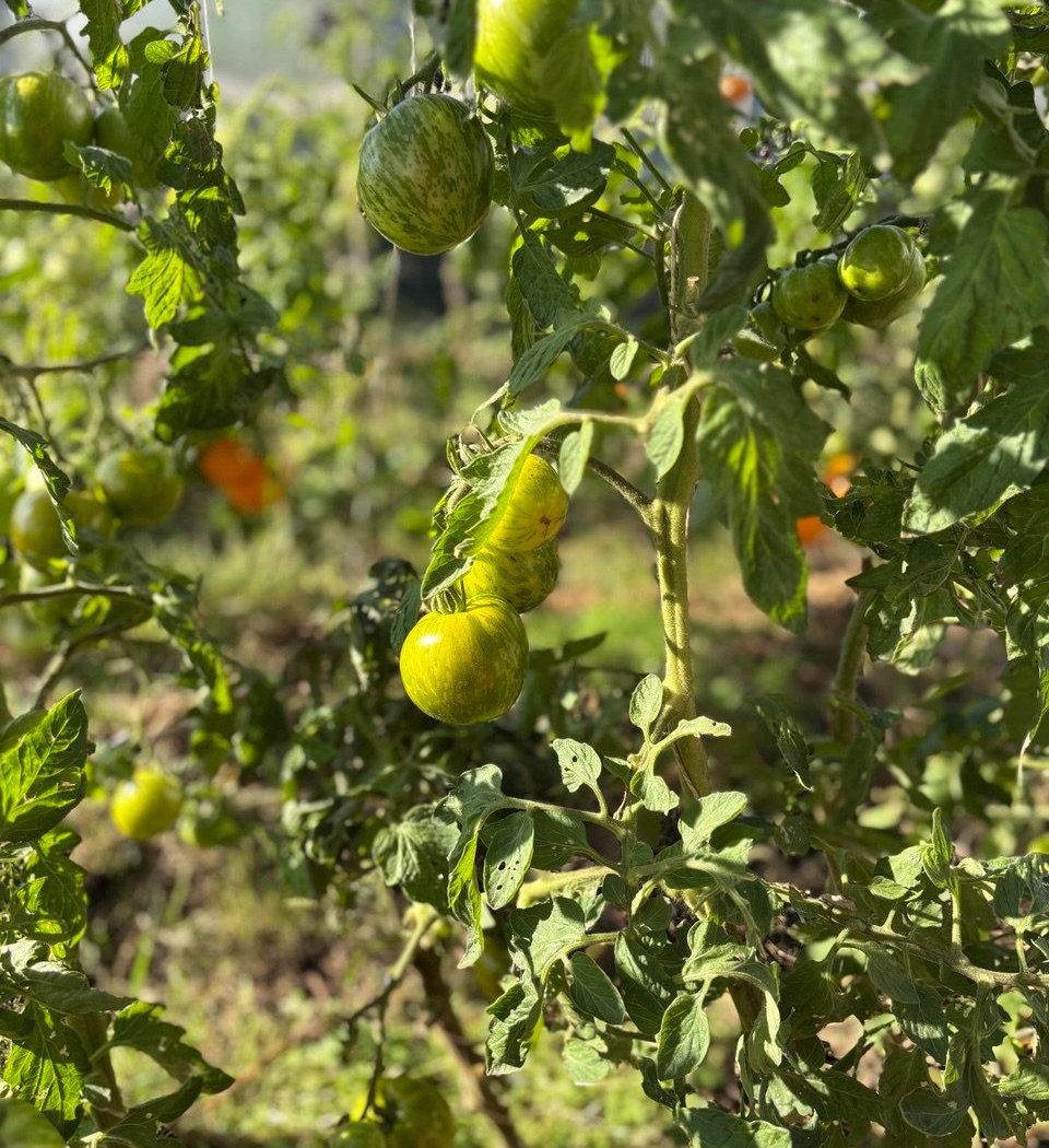Marché hebdomadaire 2
