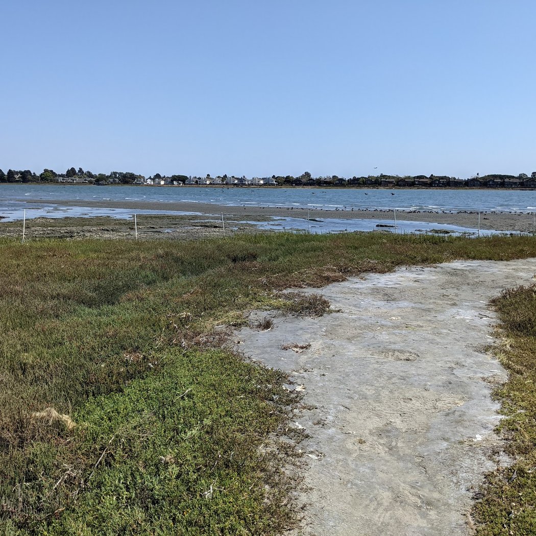 Encountering a Rare Visitor: A Sharp-Tailed Sandpiper 2