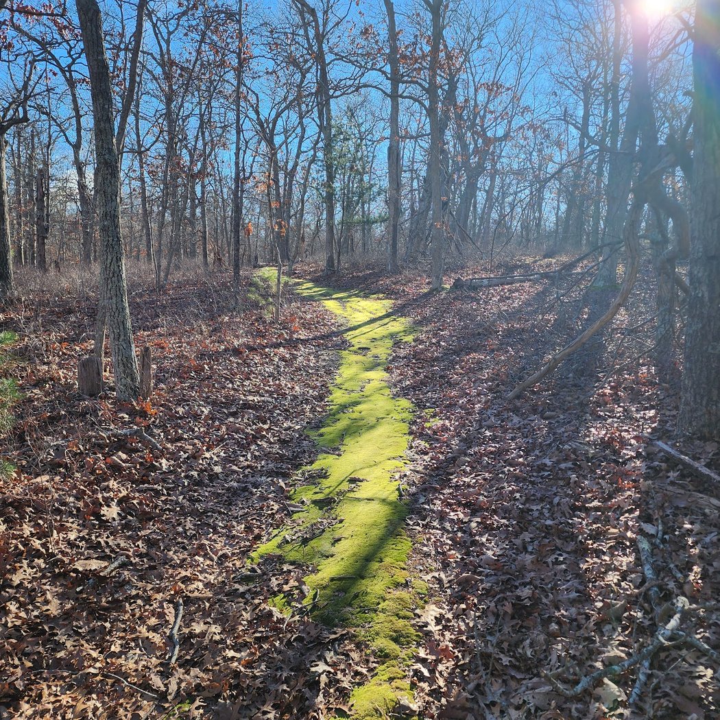 Linda Gronlund Memorial Nature Preserve 1