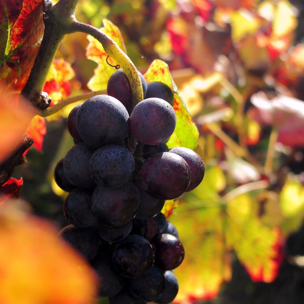 Domaine Joncy 1