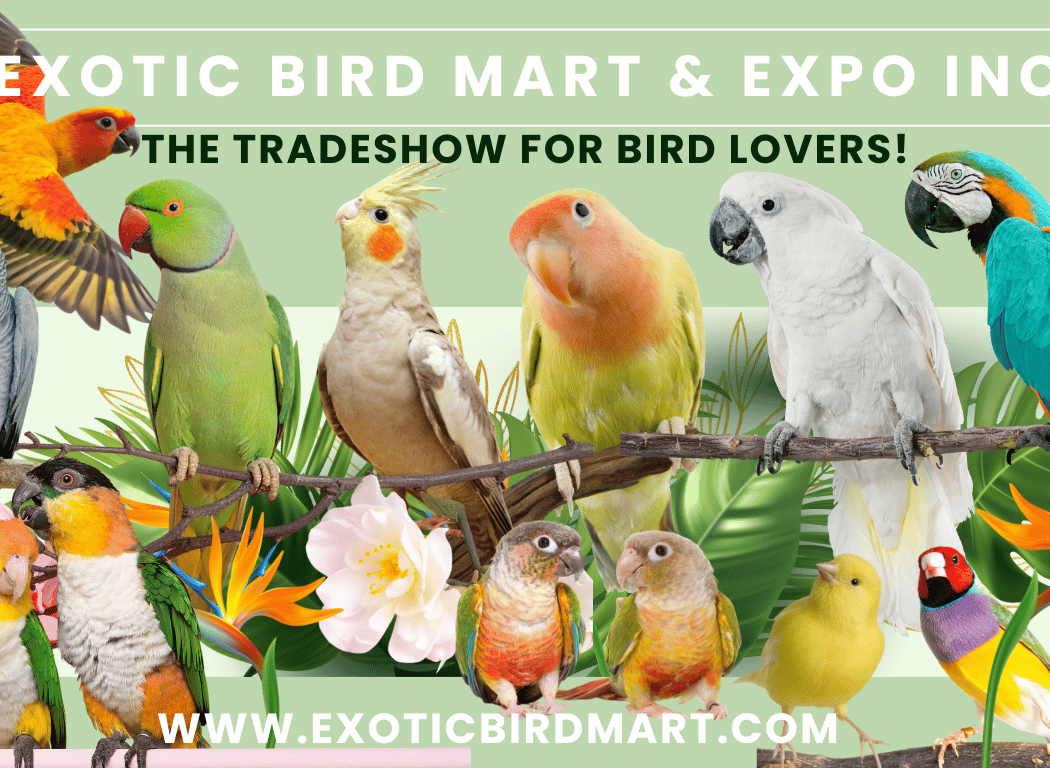 Exotic Bird Mart & Expo 1