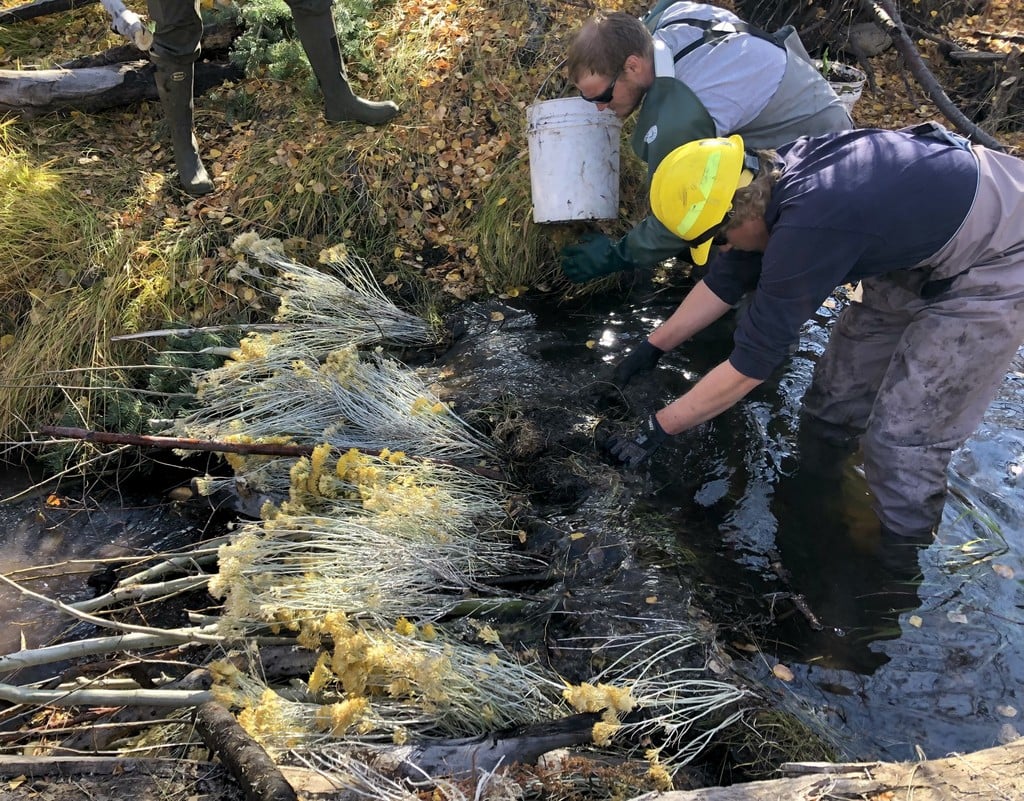 Beaver Dam Analog Construction
