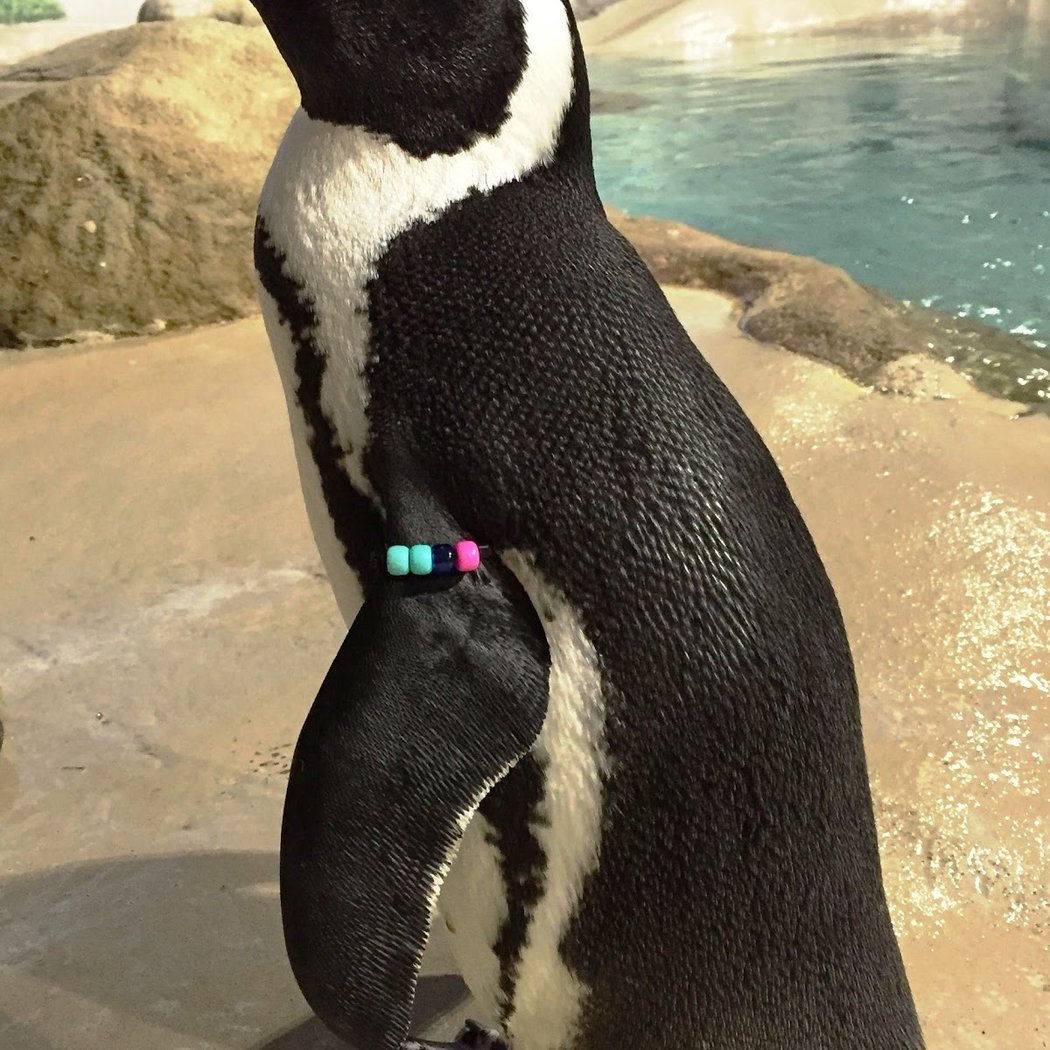 Jenkinson's Aquarium 1
