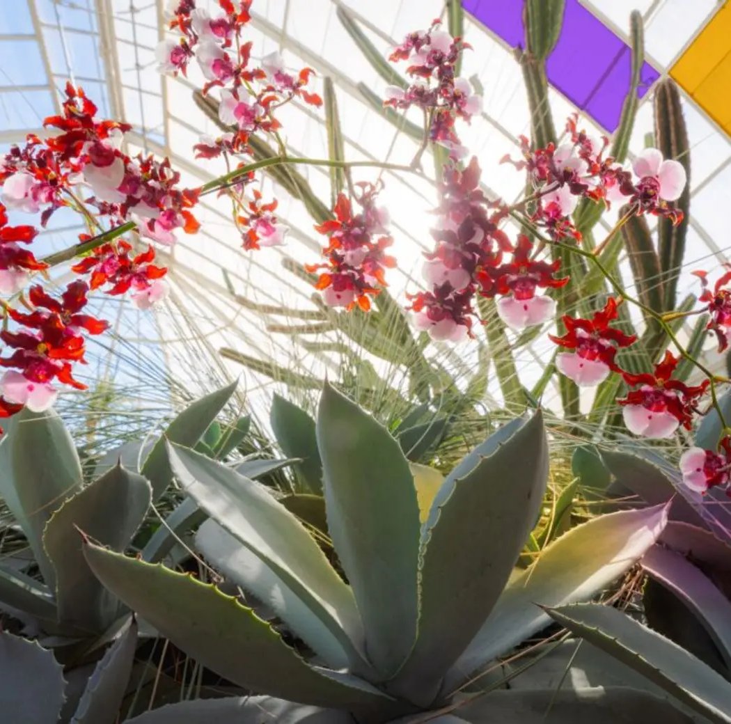 Enid A. Haupt Conservatory, NYBG 1
