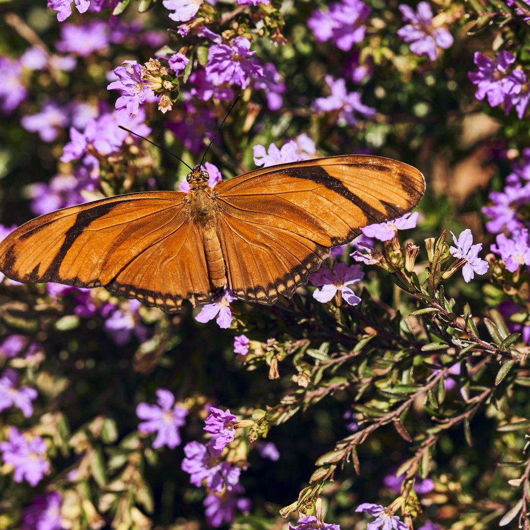 Butterfly Pavilion 1