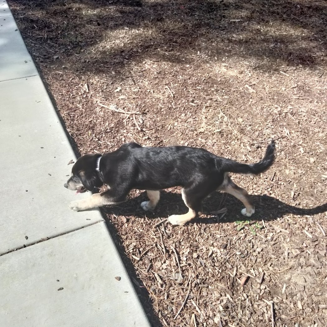 Dog park 1