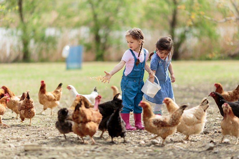 Sortie famille : les animaux de la ferme 1