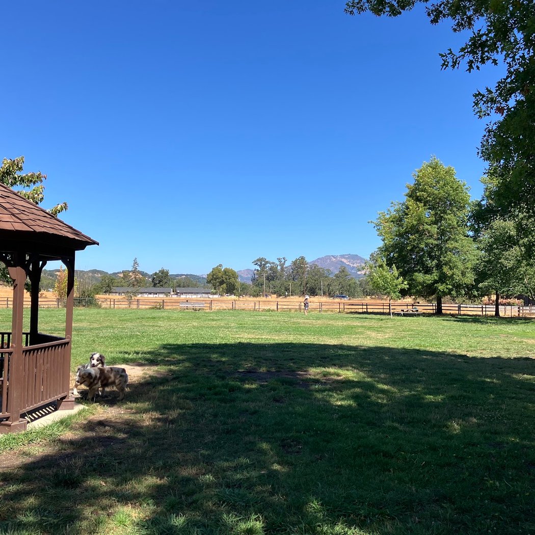 Liz Perrone Dog Park 2