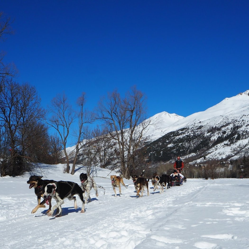 Chiens De Traineaux Jordi 1