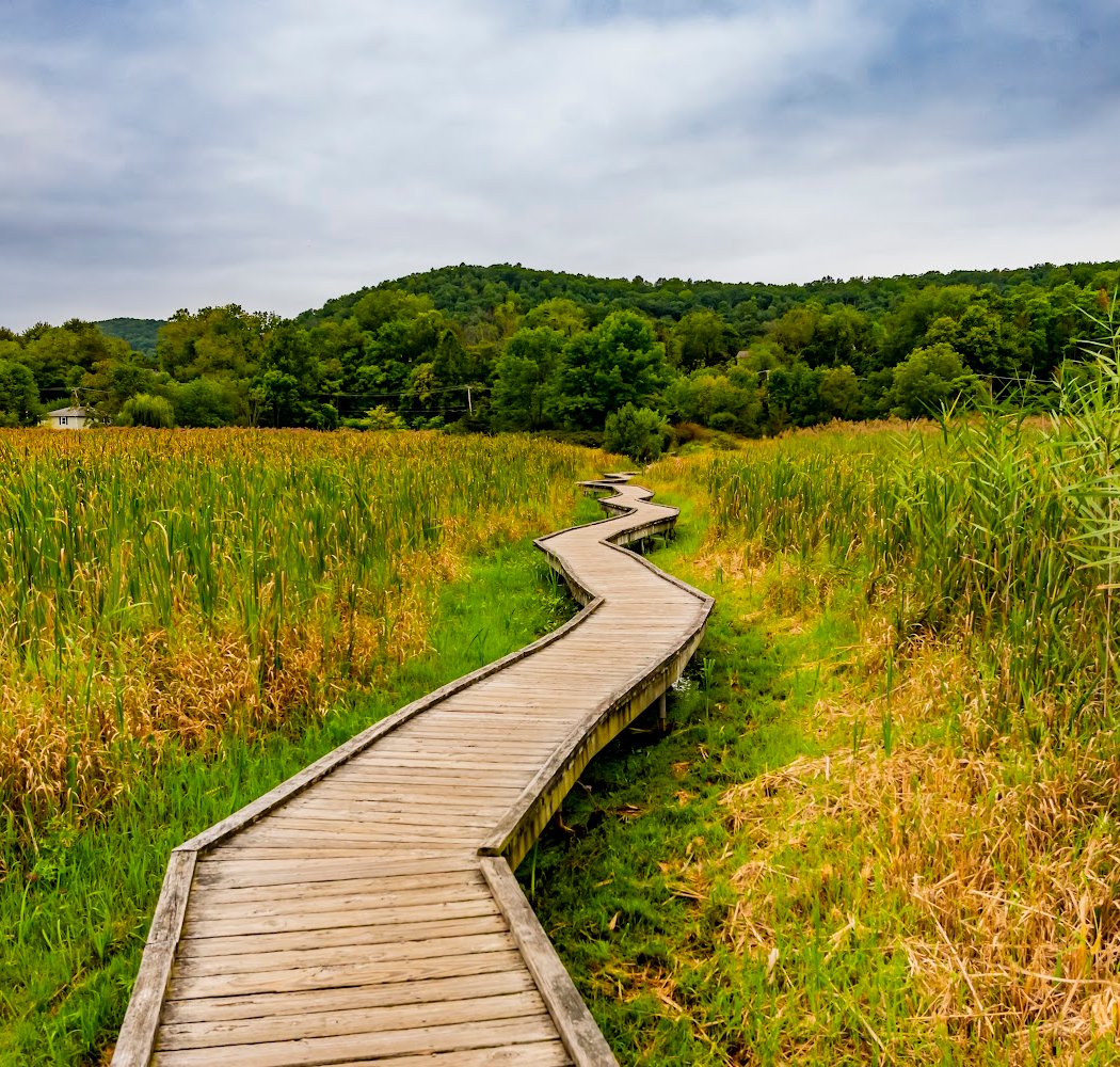 Appalachian Trail Boardwalk 1