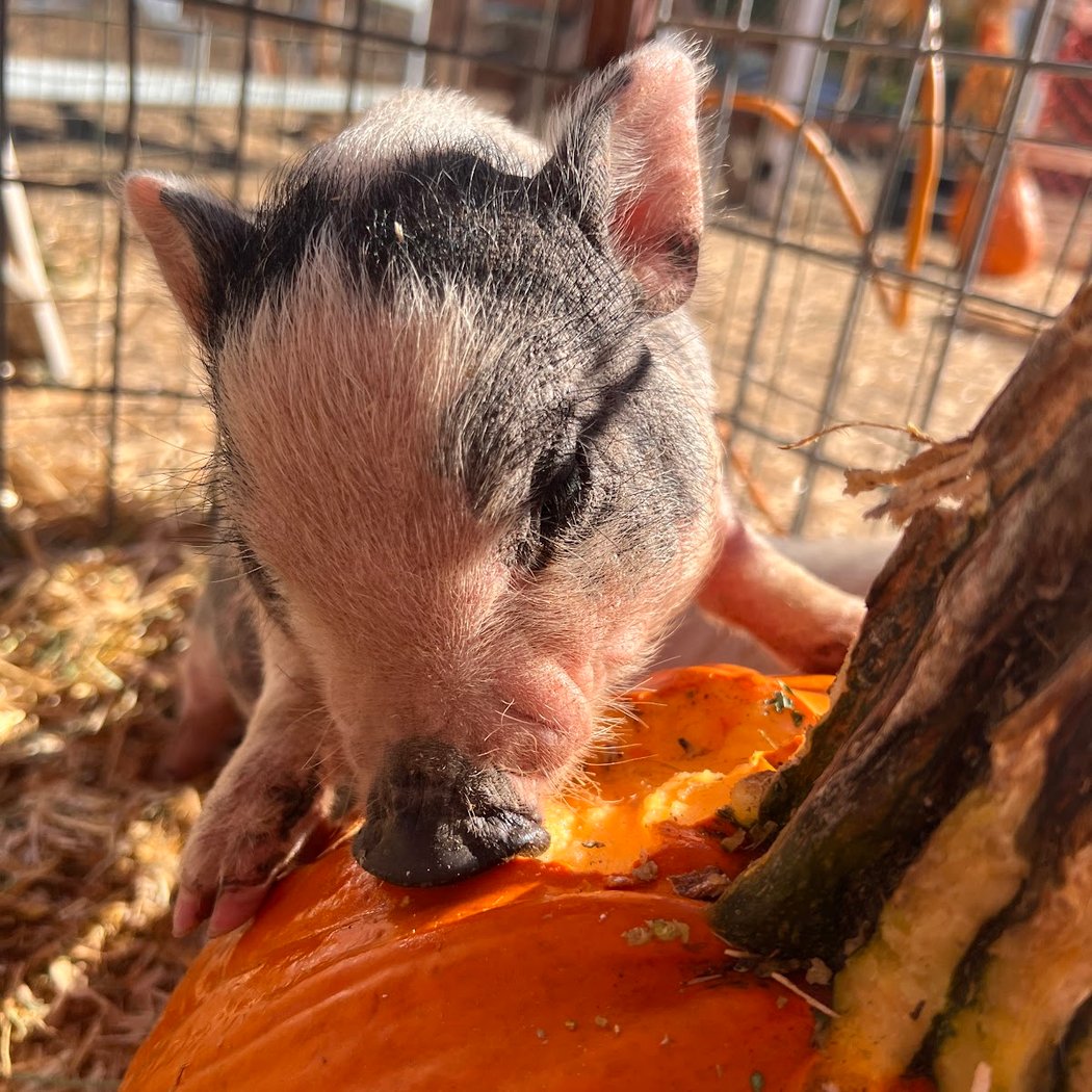 Queen’s Pumpkin Patch 1