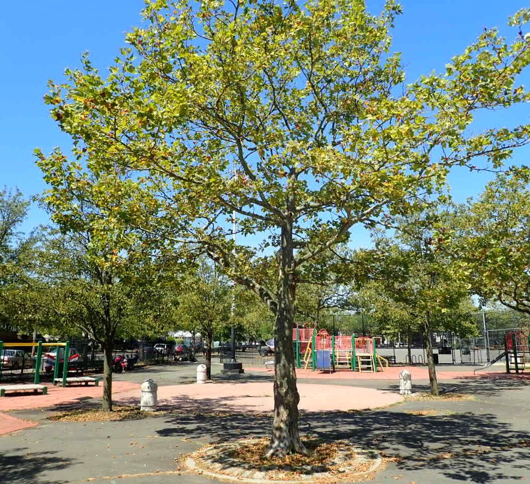 Hickman Playground 2