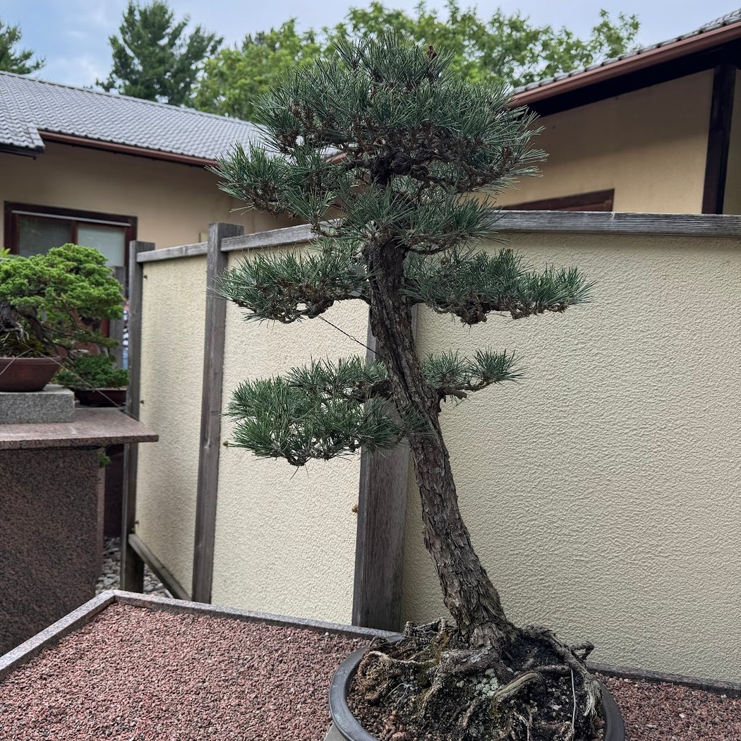 Japanese Garden 2