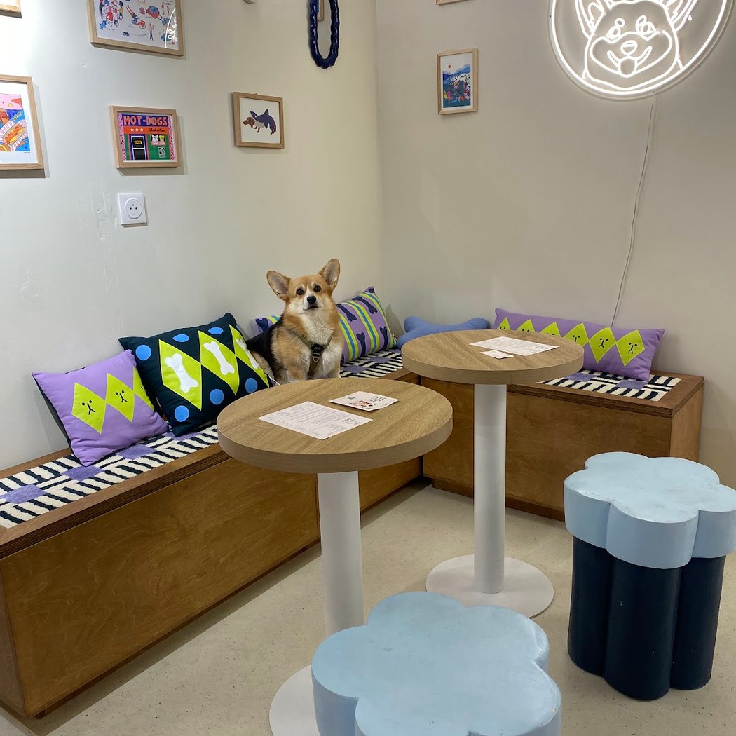 Club Doggo - Concept-store et café pour chiens à Rennes 2