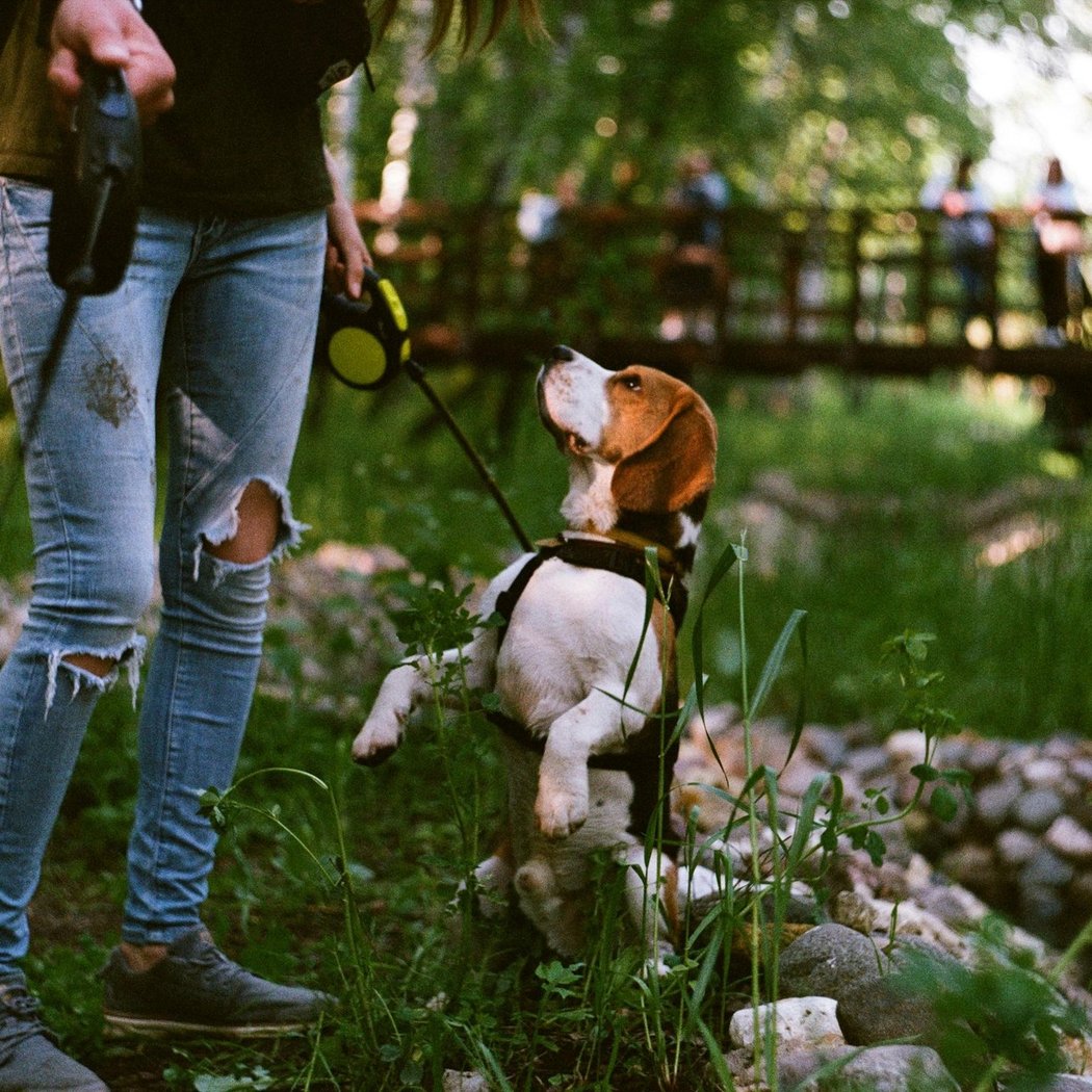 Saratoga Creek Dog Park, San Jose, CA 2