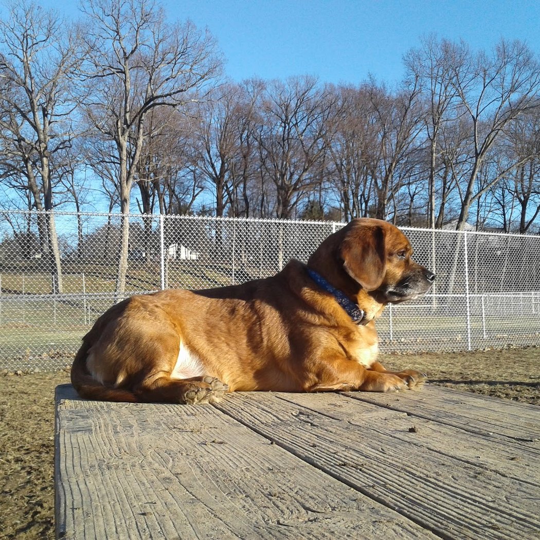 J Tracy Hermann Memorial Dog Park 3