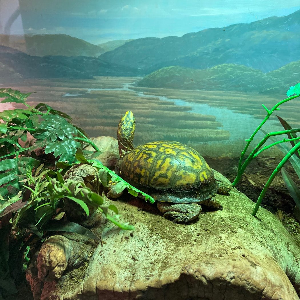 Amphibians, Reptiles, and Fish Museum 3