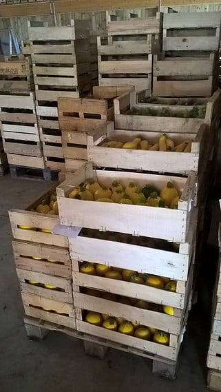 La Ferme de Lévéra 2
