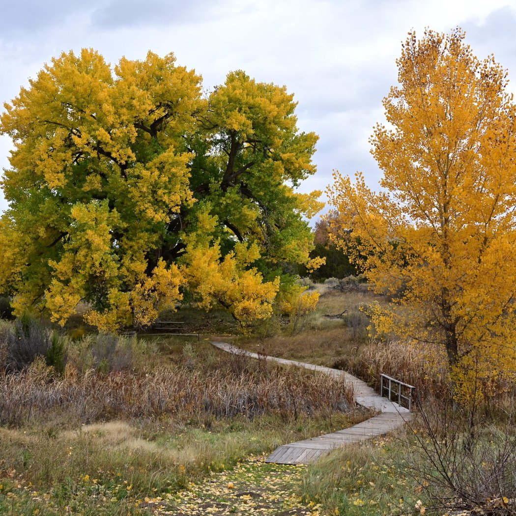 A Mindful Immersion at the Wetlands 1