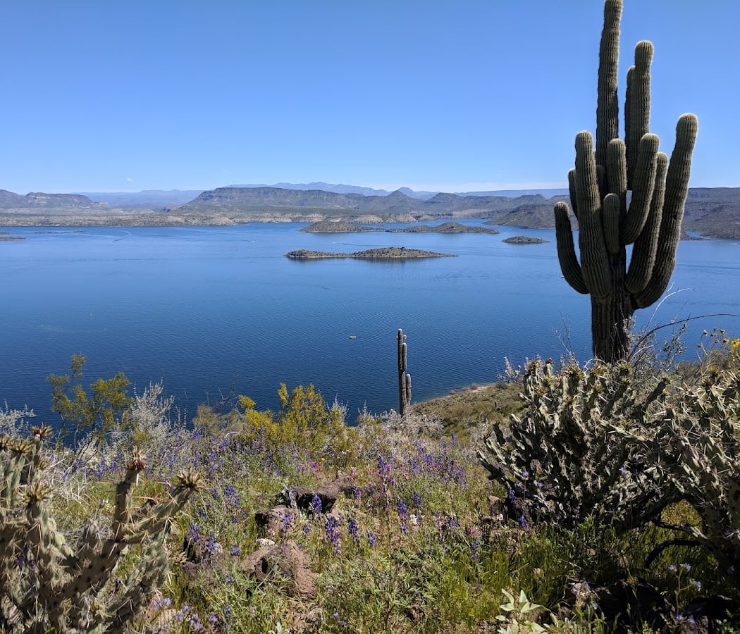 Cactus Hike 1