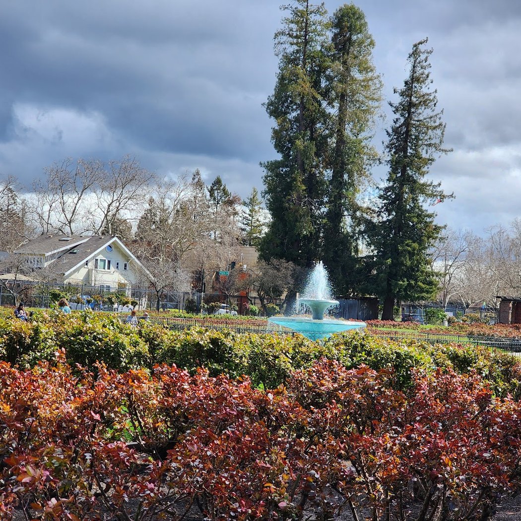 Roses: Fall and Winter Care and Pruning 1
